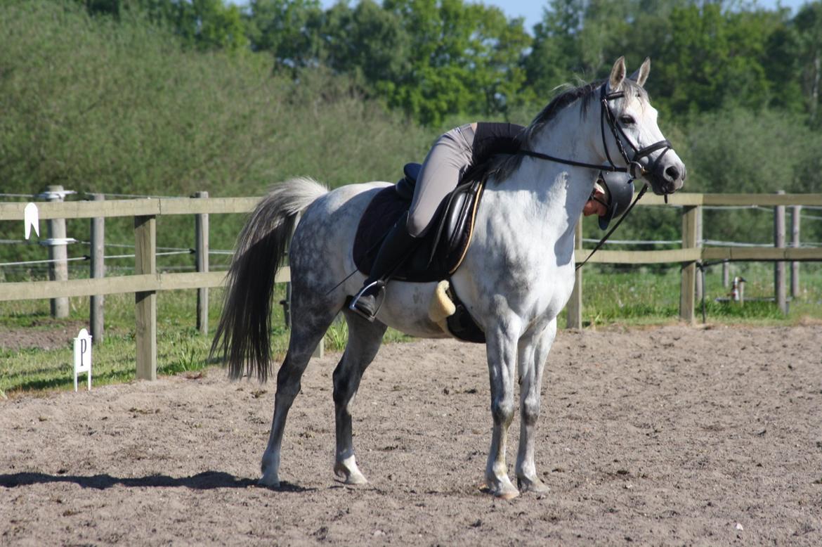 DSP Steensgårdens Gatsby *mini Lucy* billede 5