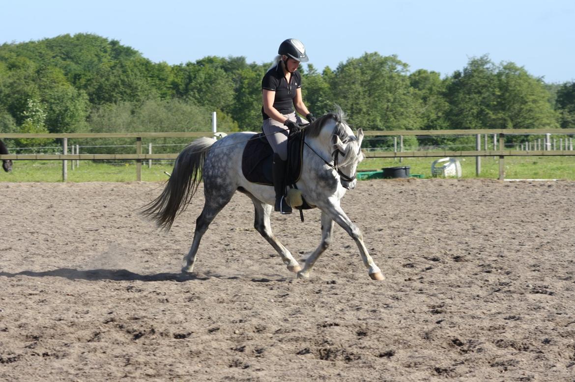 DSP Steensgårdens Gatsby *mini Lucy* billede 6