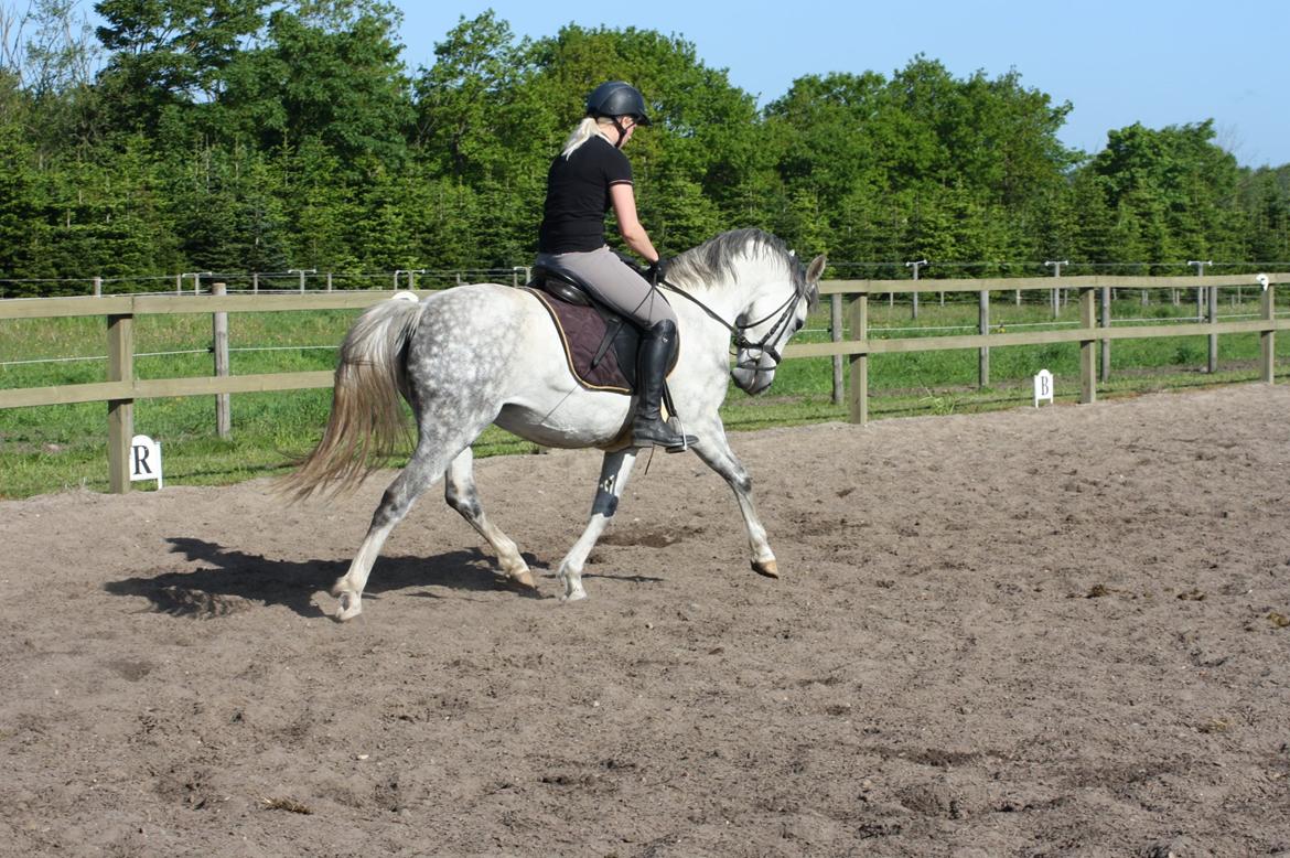 DSP Steensgårdens Gatsby *mini Lucy* billede 7