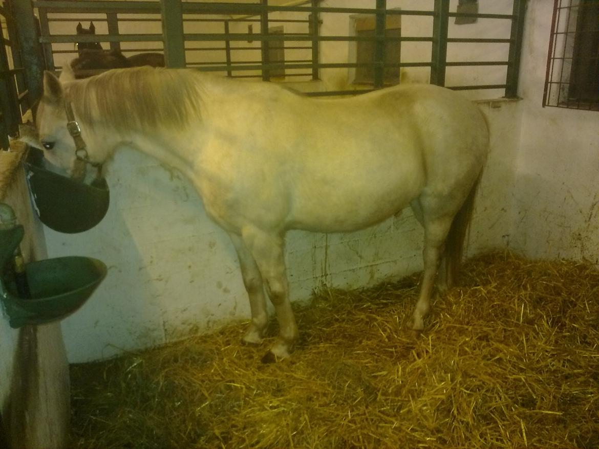 DSP Steensgårdens Gatsby *mini Lucy* billede 8