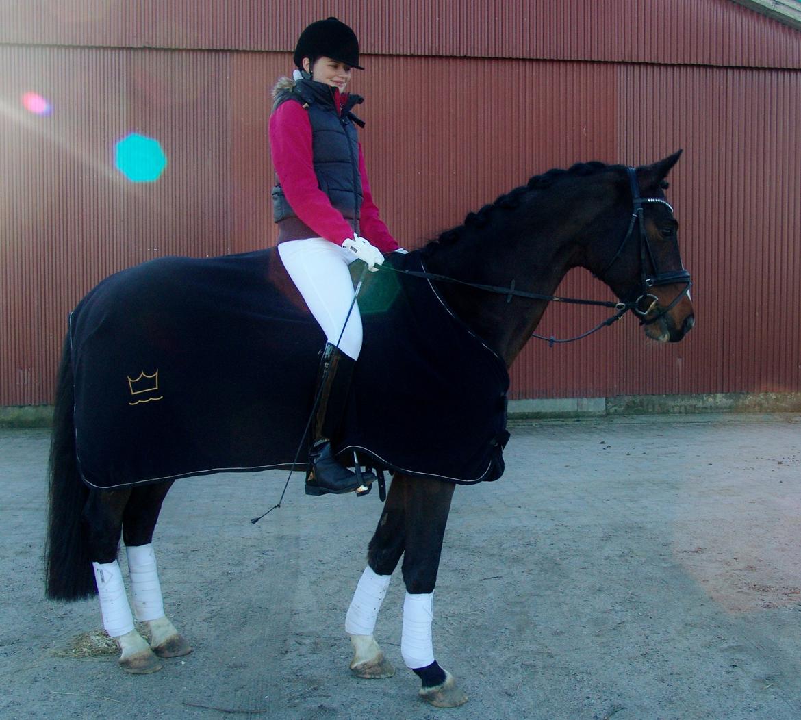 Dansk Varmblod Kronborgs Deco - HINGST - Nina & Deco billede 6