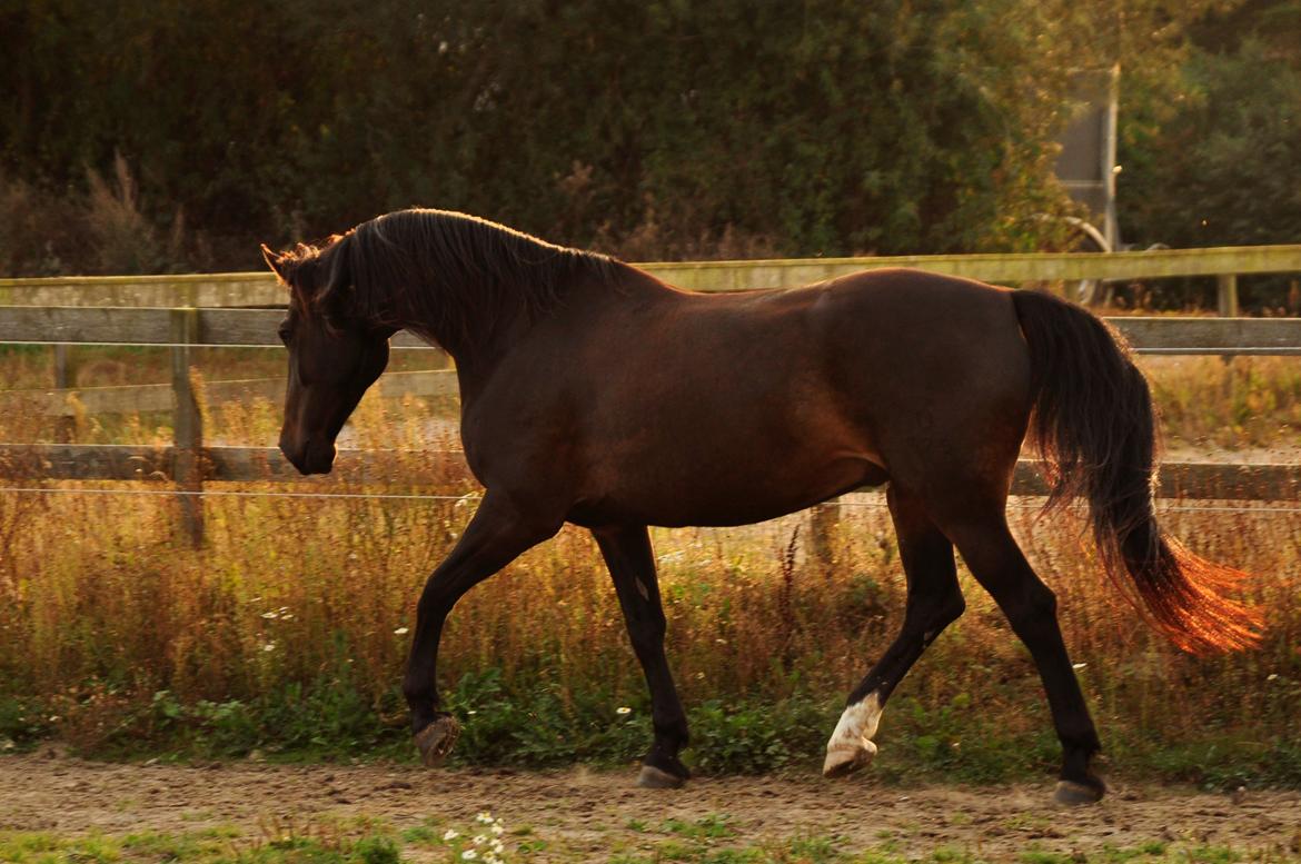 Oldenborg Sigersholmgårds Uno-boy - When people say it's just a horse, they just don't understand. billede 19