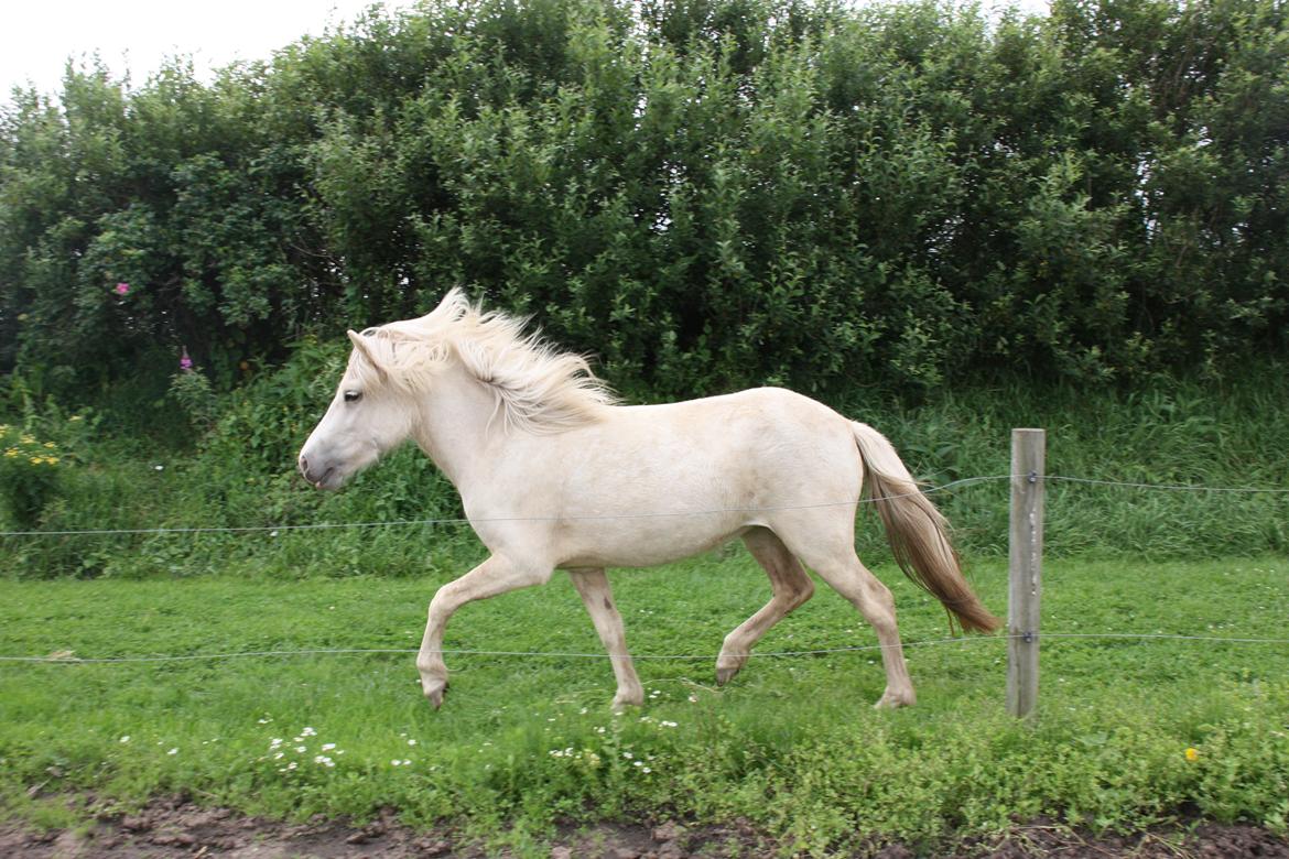 Islænder Lilja fra Galsgaard billede 10