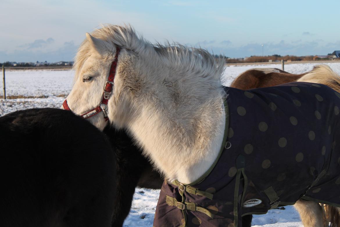 Islænder Lilja fra Galsgaard - Jeg hviler lige hoved og nyder solens stråler, her i vinter kulden billede 19