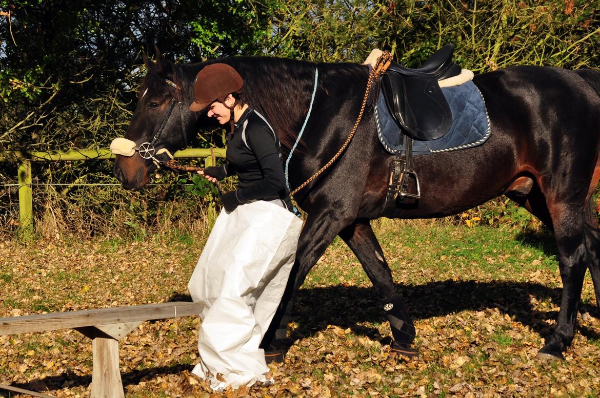 Oldenborg Sigersholmgårds Uno-boy - Because you never doubt me <3 billede 20