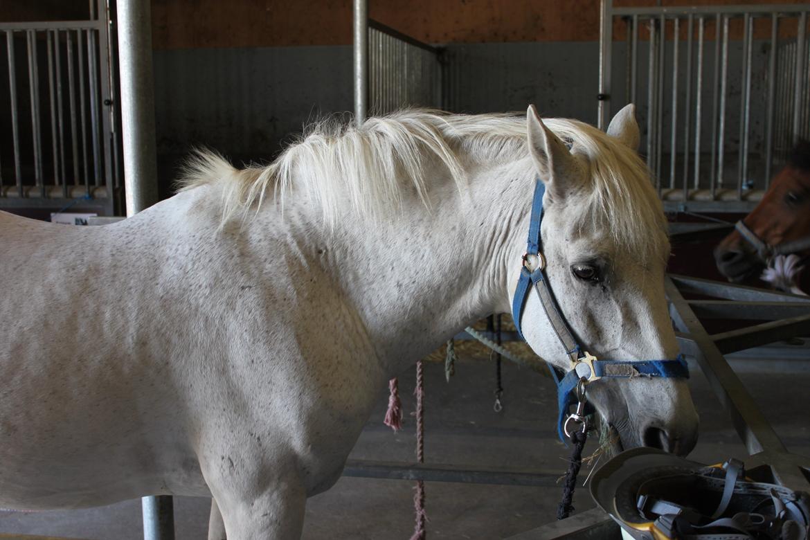 Anden særlig race snebold - jeg vil ikke ud og ride det er for varmt  billede 2
