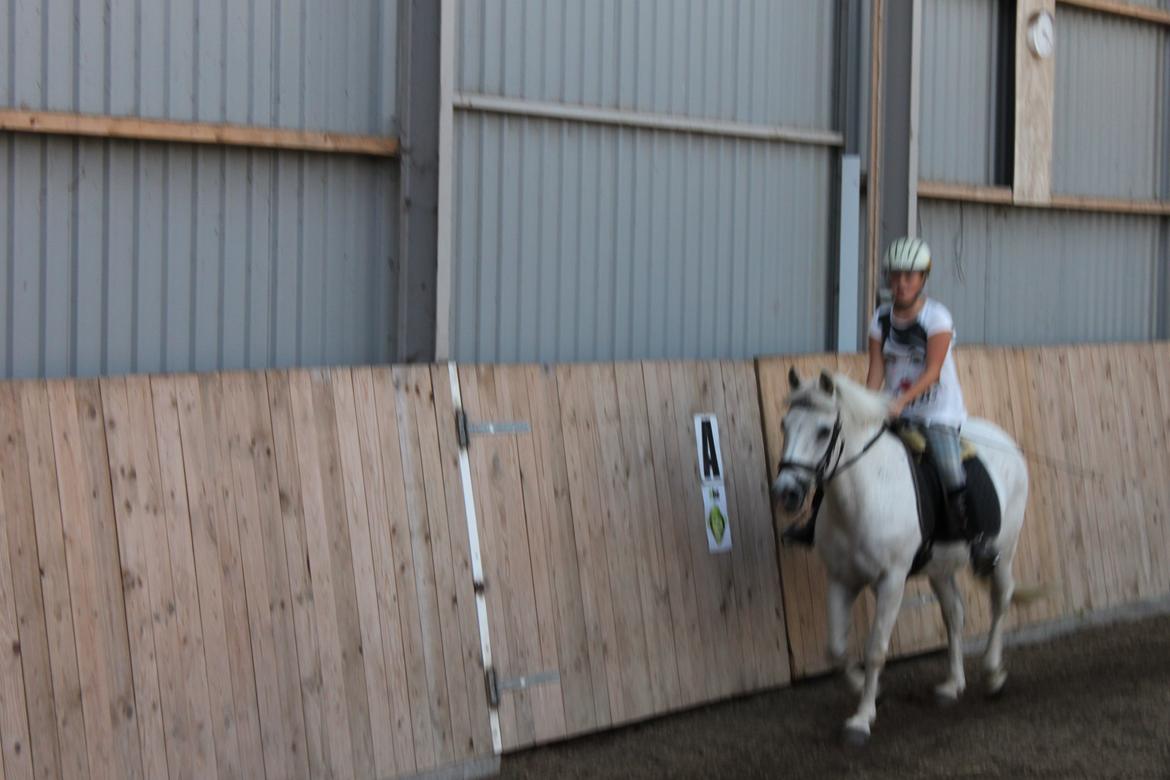 Anden særlig race snebold - trav  billede 3