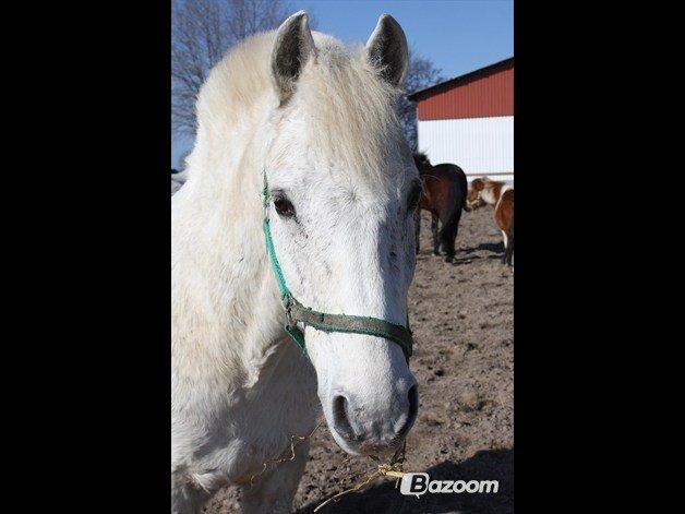 Anden særlig race snebold billede 4