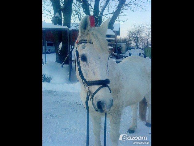 Anden særlig race snebold - hvor er du smuk  billede 5