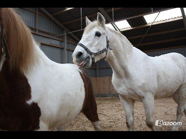 Anden særlig race snebold - får du ikke mad siden at du må spise dine venner :)  billede 6