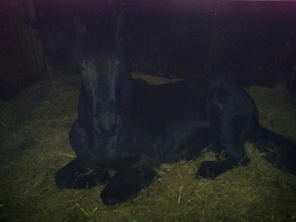 Frieser Beauty - han lagde og sov da jeg kom :) billede 18