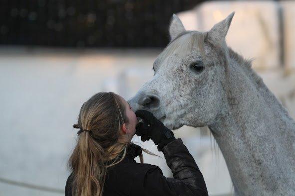 Arabisk fuldblod (OX) Shaman OX - Der er ingen ord der kan beskrive hvor højt jeg elsker dig! du er mit et og alt! selvom at vi har vores kampe holder vi alligevel sammen! <3
Foto: Freja "Vi To" billede 22