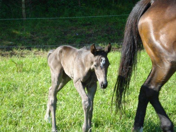 Dansk Varmblod Thanehøjs Prada-Noir - 2. Baby Prada og ammehoppen Lady.  billede 3