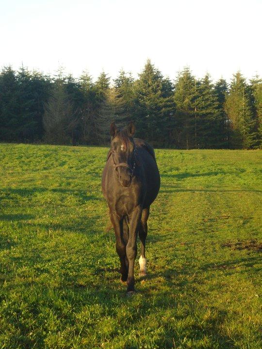 Dansk Varmblod Thanehøjs Prada-Noir - 3. Prada som 2 års. billede 4