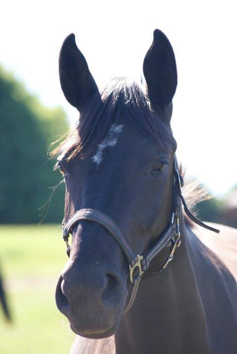 Dansk Varmblod Thanehøjs Prada-Noir - 1. Prada som 2 års. billede 2