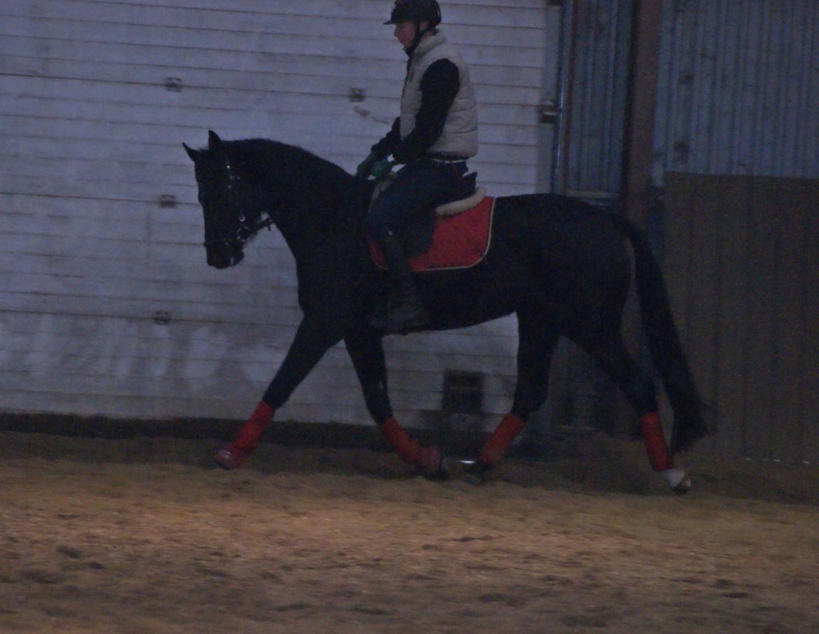 Dansk Varmblod Thanehøjs Prada-Noir billede 5