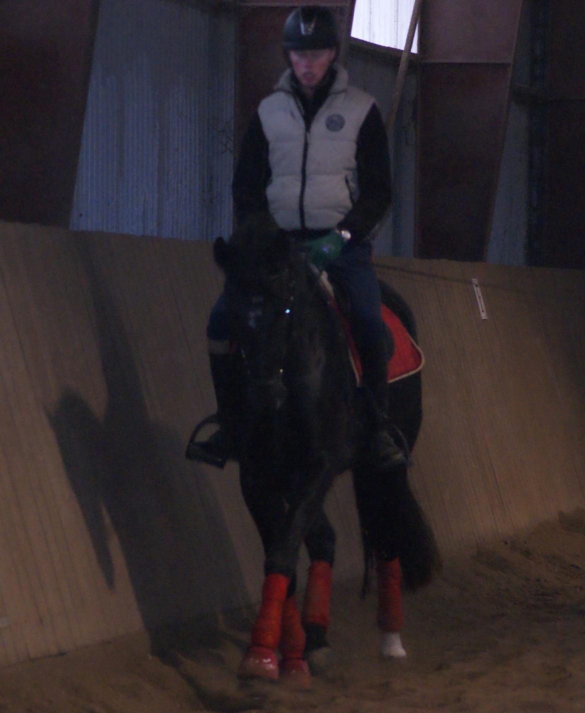 Dansk Varmblod Thanehøjs Prada-Noir billede 6