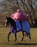 Dansk Varmblod Maycha - På Fastelavnstur billede 9