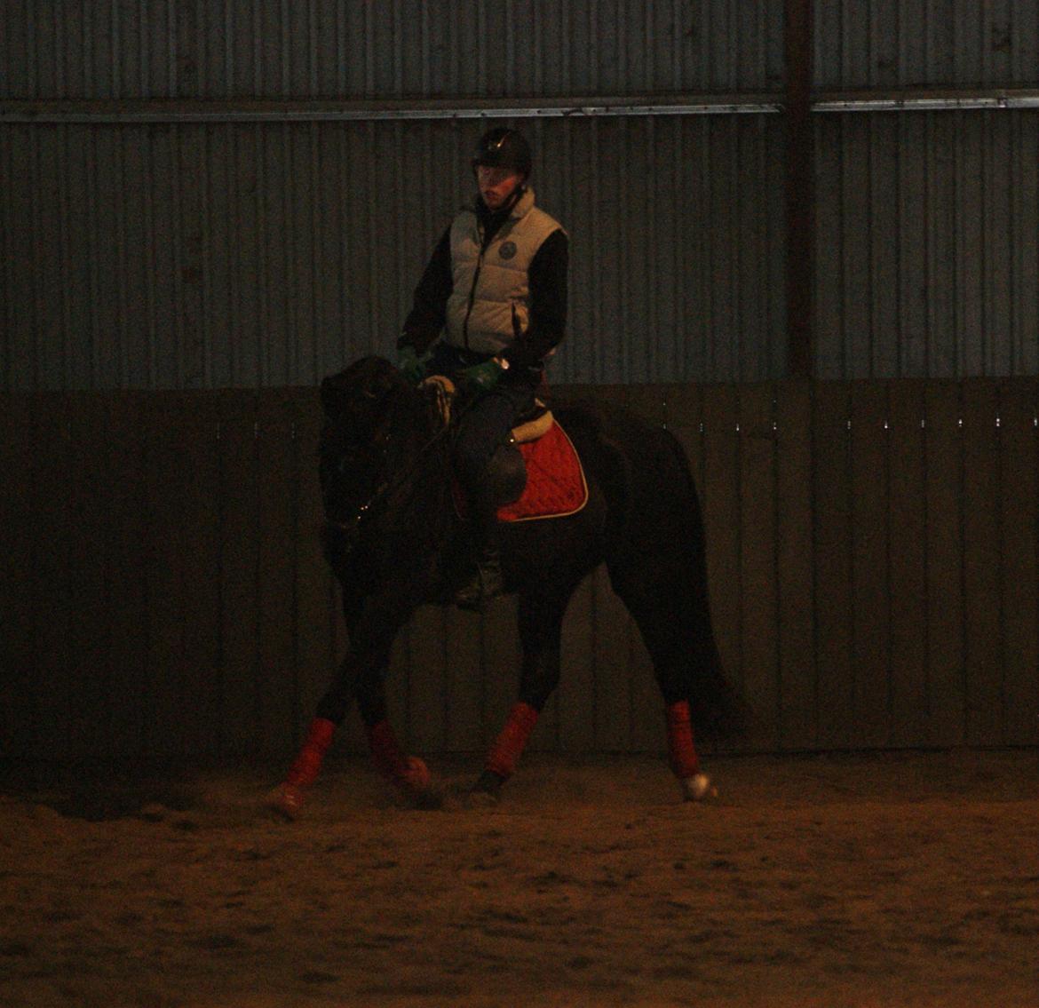 Dansk Varmblod Thanehøjs Prada-Noir billede 7