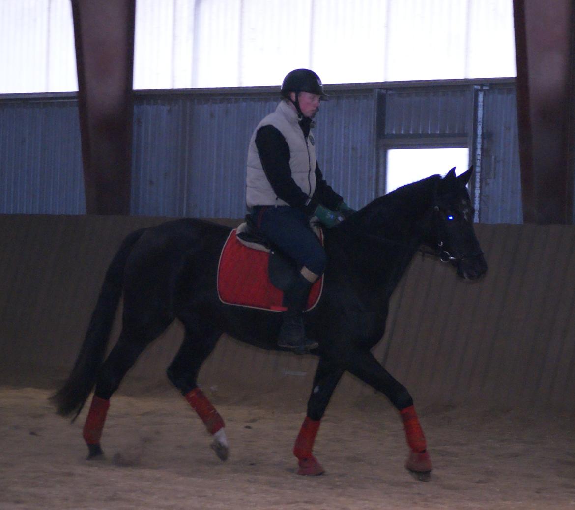 Dansk Varmblod Thanehøjs Prada-Noir billede 8