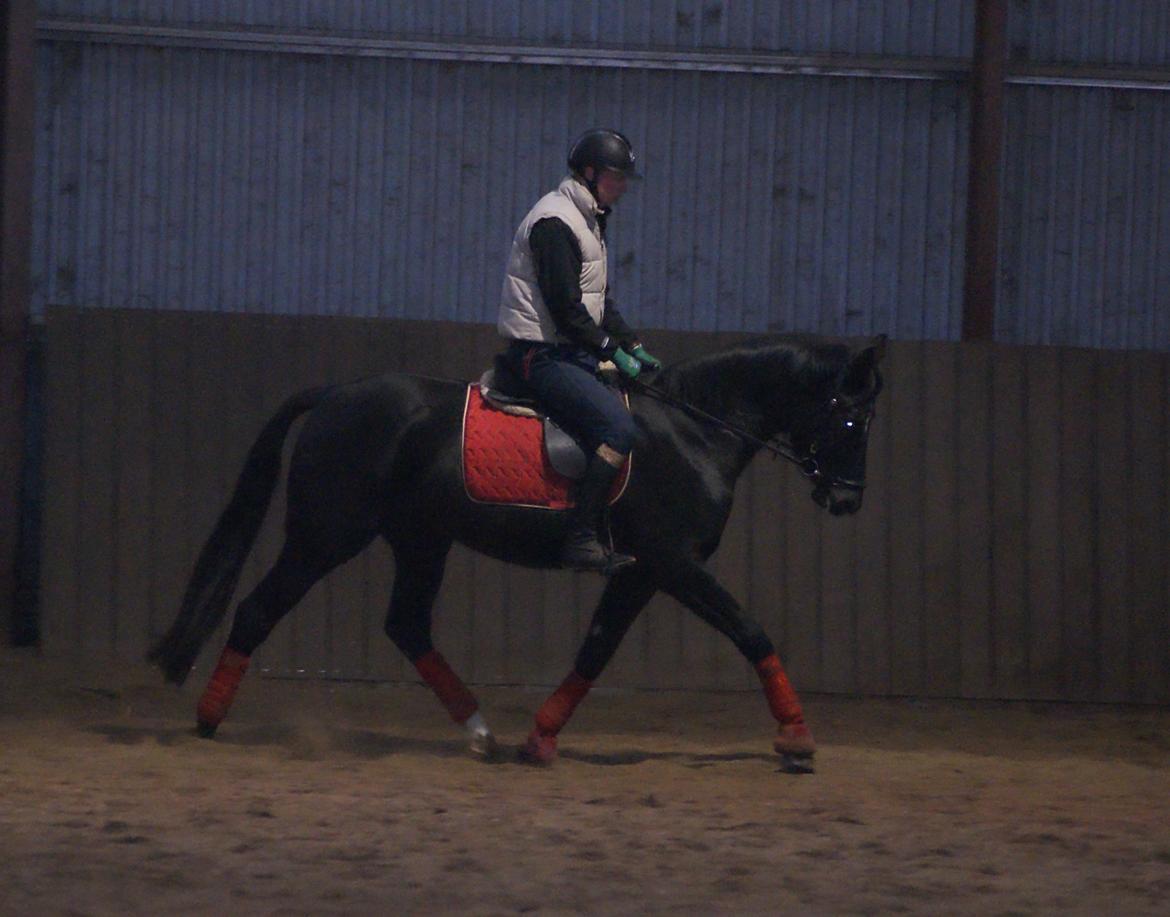 Dansk Varmblod Thanehøjs Prada-Noir billede 9