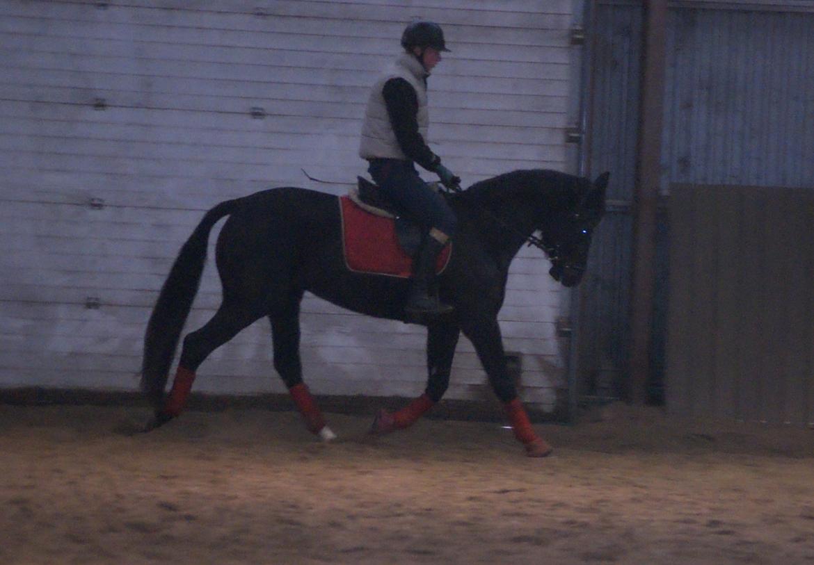 Dansk Varmblod Thanehøjs Prada-Noir billede 10