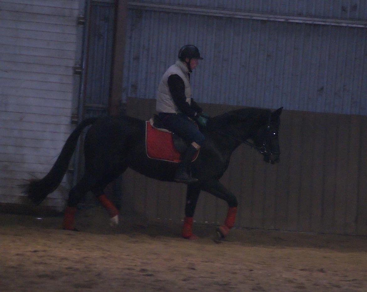 Dansk Varmblod Thanehøjs Prada-Noir billede 11