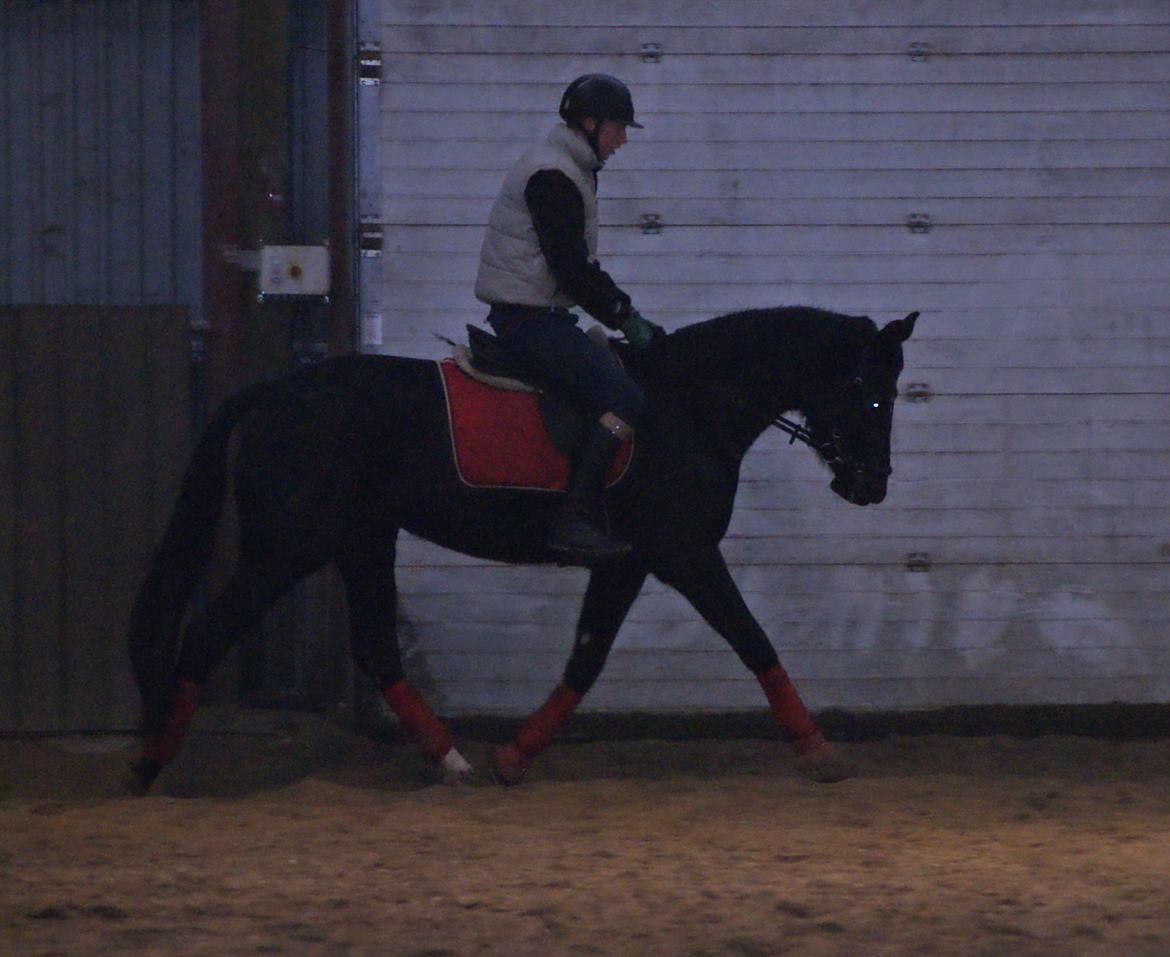 Dansk Varmblod Thanehøjs Prada-Noir billede 12