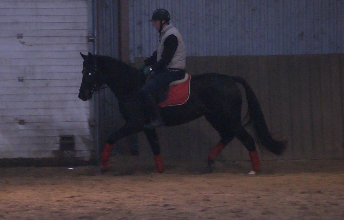 Dansk Varmblod Thanehøjs Prada-Noir billede 13