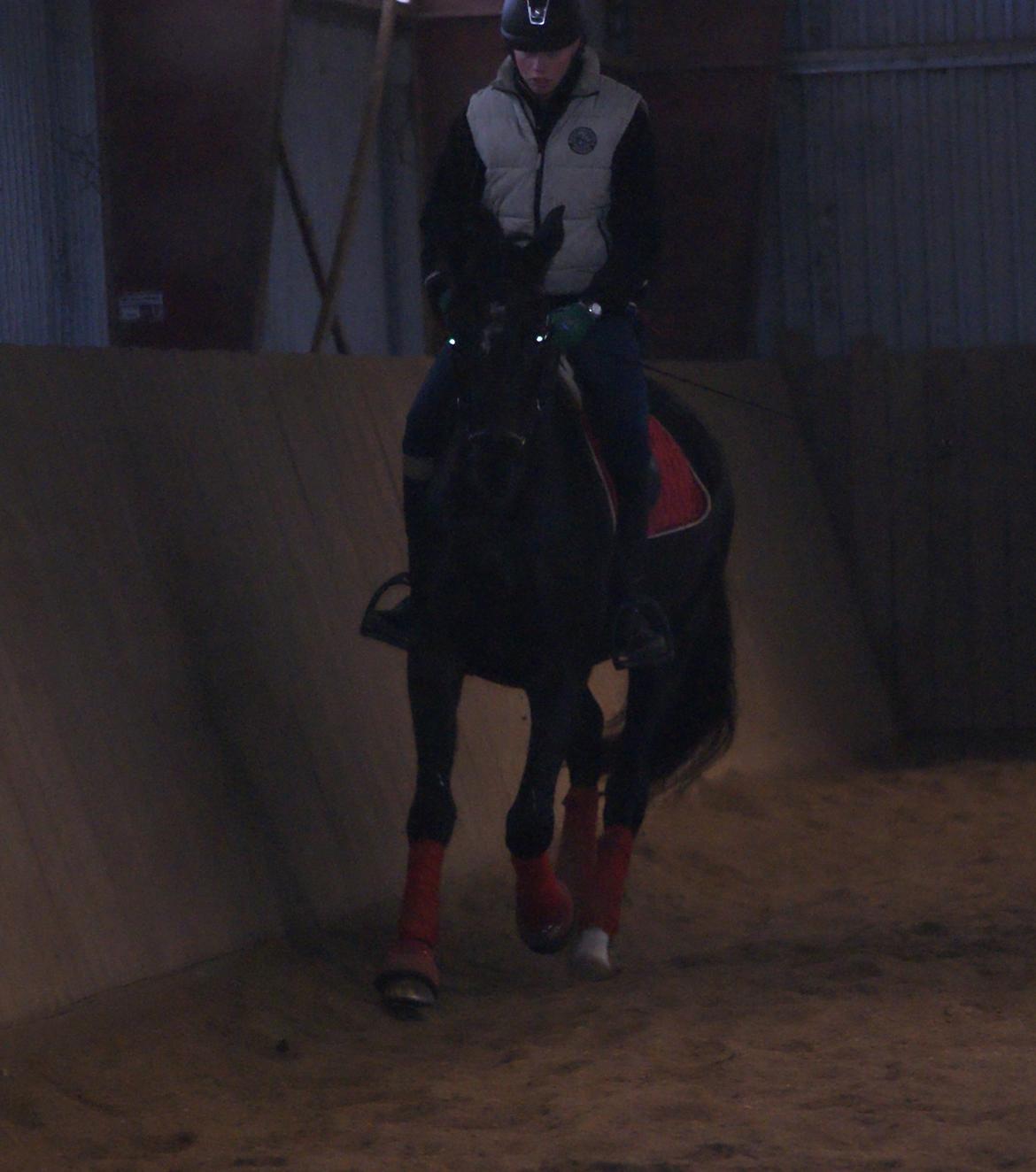 Dansk Varmblod Thanehøjs Prada-Noir billede 14