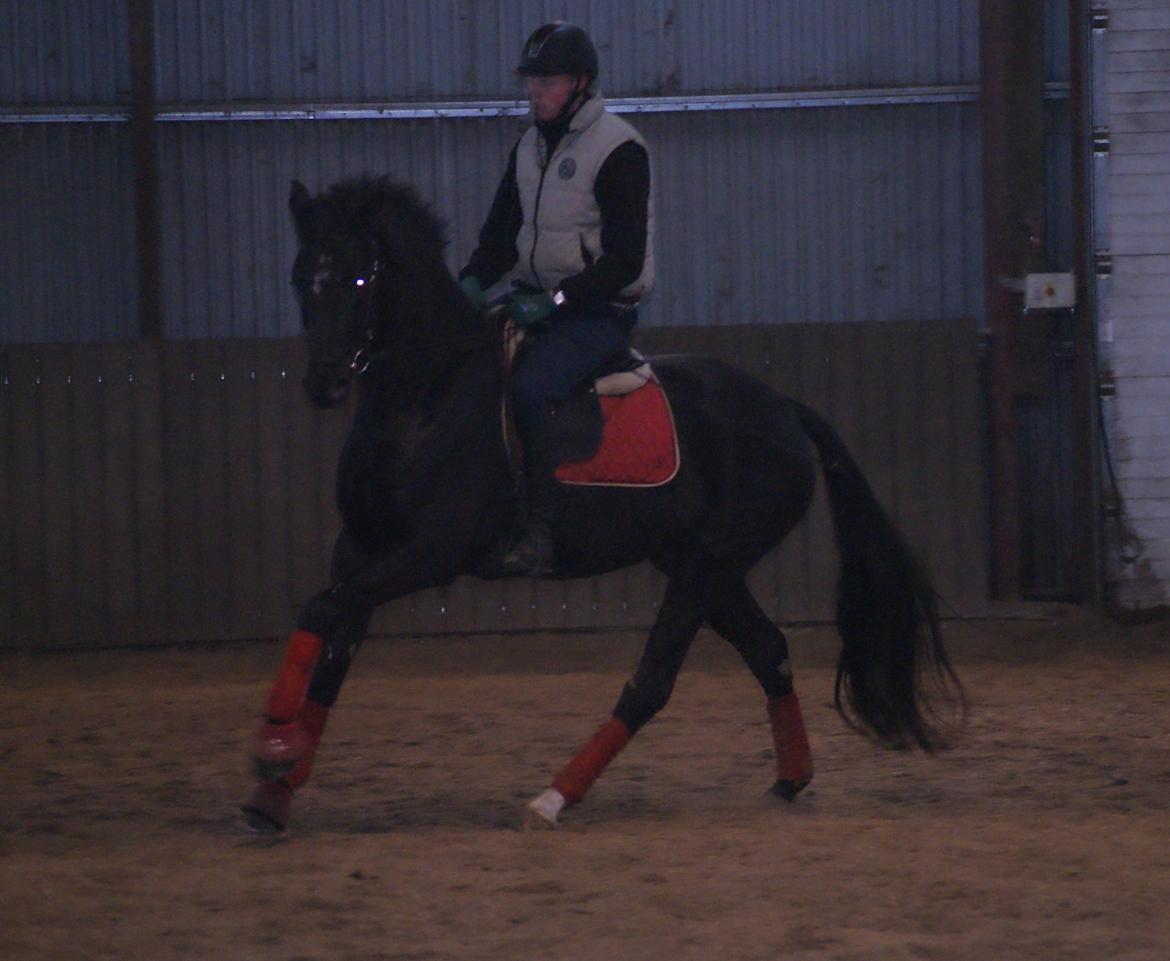 Dansk Varmblod Thanehøjs Prada-Noir billede 15