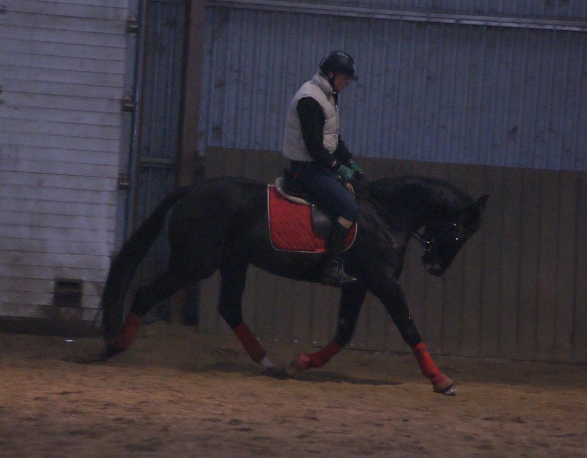 Dansk Varmblod Thanehøjs Prada-Noir billede 16