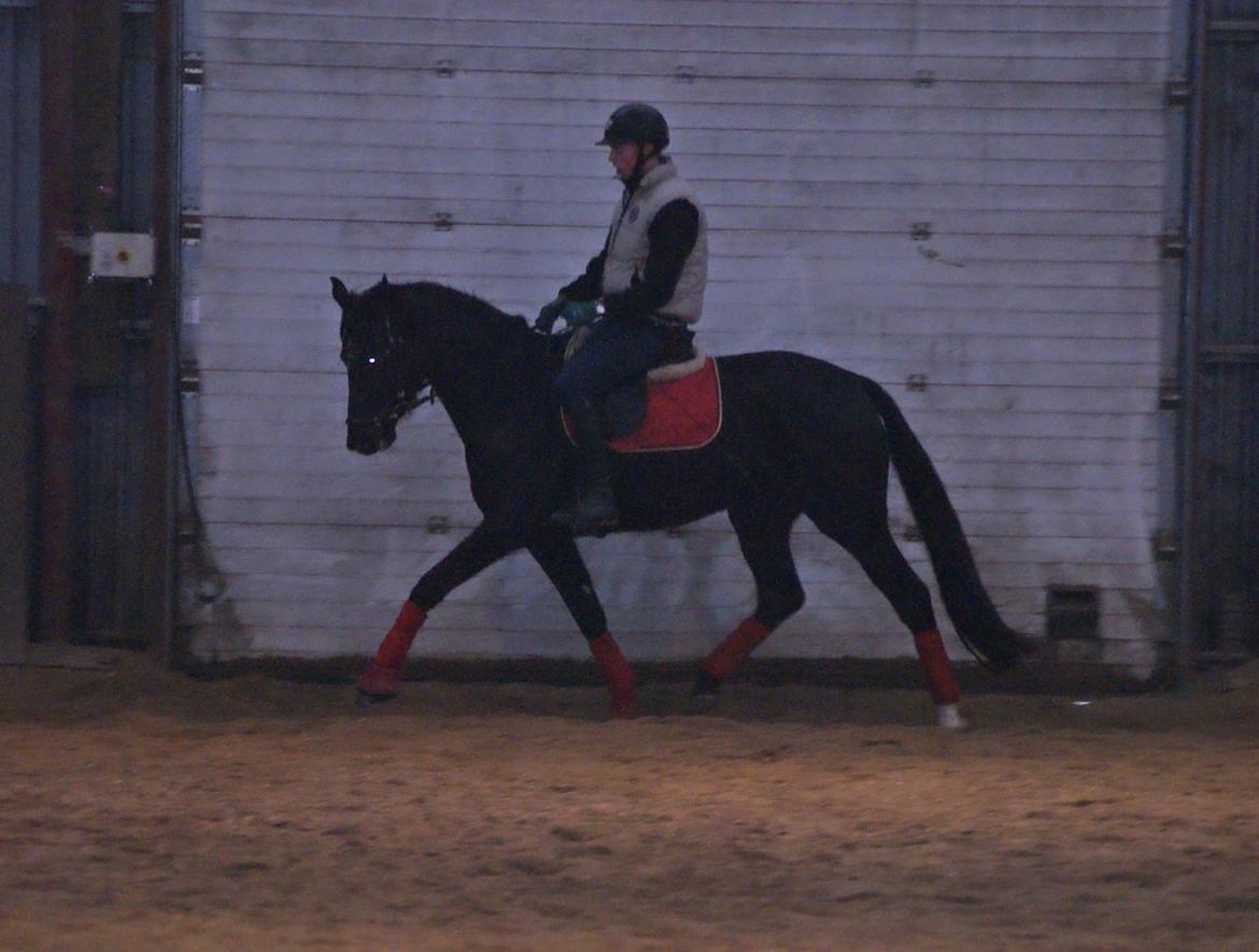 Dansk Varmblod Thanehøjs Prada-Noir billede 17