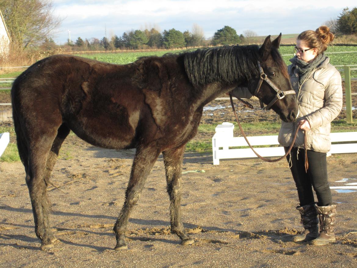 Dansk Varmblod Alphabeat - Jeg har næsten lige fået hende hjem (den 30/1 -13). billede 3