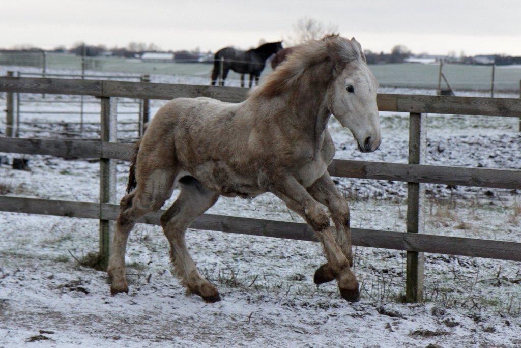 Boulonnais Chantilly billede 16