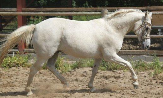 Sportsaraber (A) Shantih billede 1