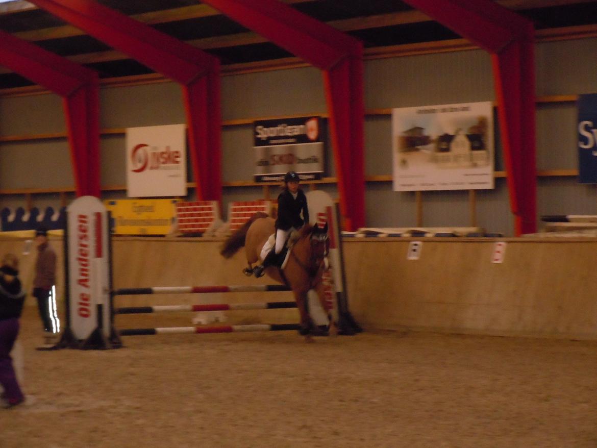 Anden særlig race Bastian (B-pony) - stævne EGR 3/2 2013 billede 12