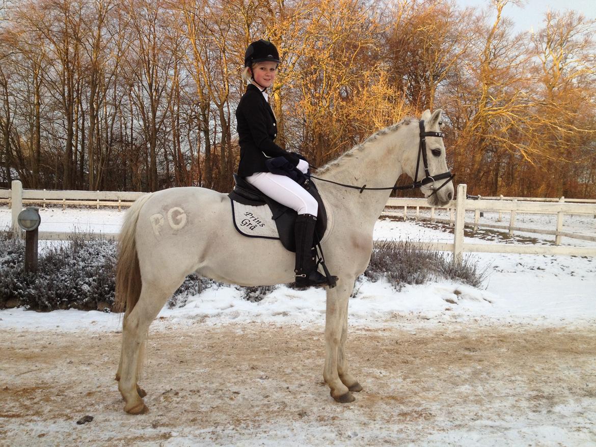 Anden særlig race Prins Grå<3 - Til stævne på AASRK :-) billede 2