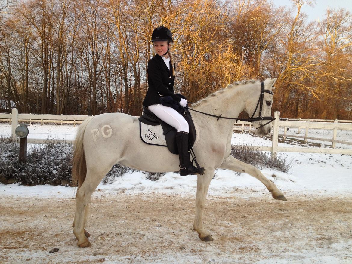 Anden særlig race Prins Grå<3 - Ved ikke lige hvad han laver? Spanske skridt :-D billede 3