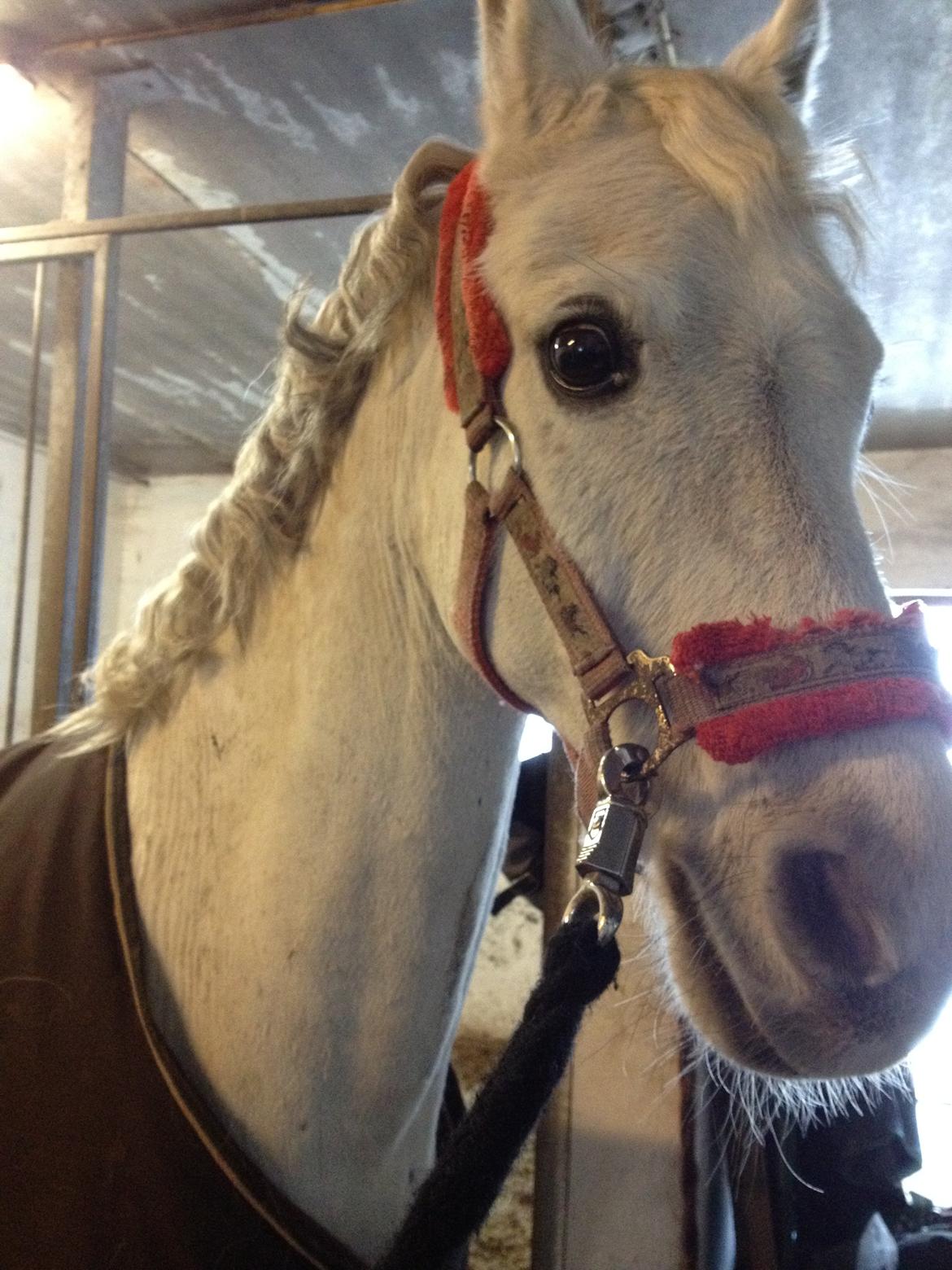 Anden særlig race Prins Grå<3 - Krøller ;-) billede 5