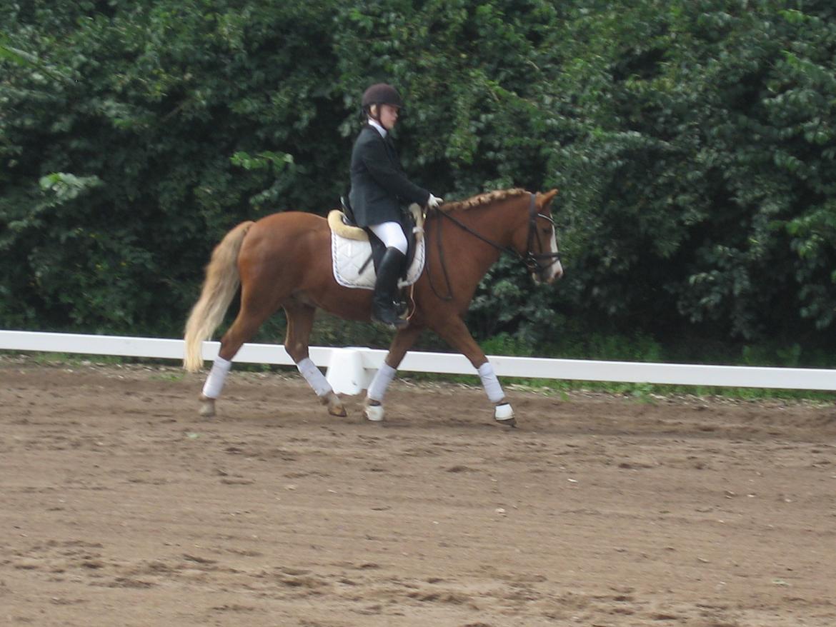 Anden særlig race Bakkegårdens Rafa-l - stævne i nordvestesjælands rideklub billede 9