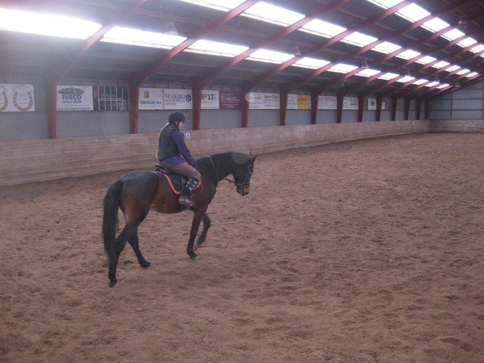 Dansk Varmblod Solheims Victor *SOLGT* - Billede 1: Victors 3. gang i ridehus med rytter, d. 2/2-13. Galopperede bl.a. på ham billede 1