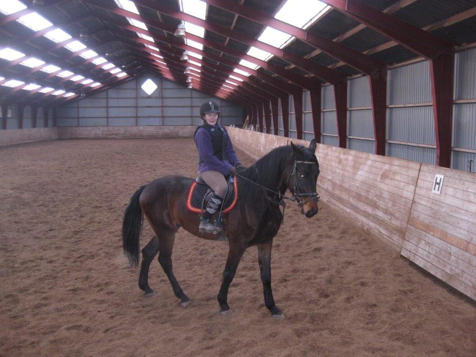 Dansk Varmblod Solheims Victor *SOLGT* - Billede 2: Victors 3. gang i ridehus med rytter, d. 2/2-13. Galopperede bl.a. på ham billede 2