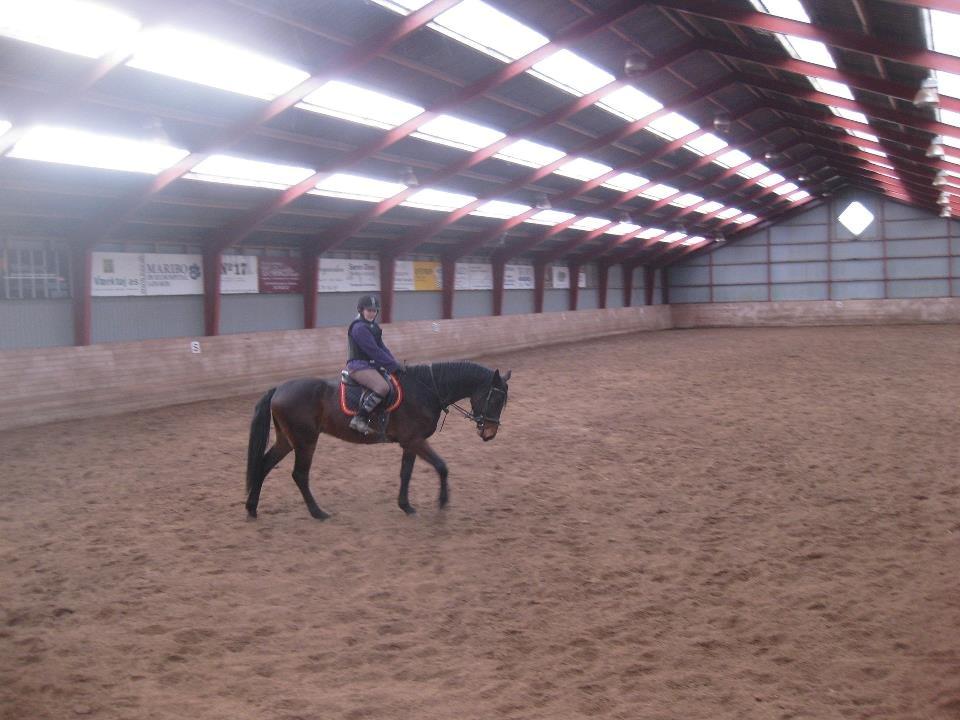 Dansk Varmblod Solheims Victor *SOLGT* - Billede 19: Victors 3. gang i ridehus med rytter, d. 2/2-13. Galopperede bl.a. på ham billede 18