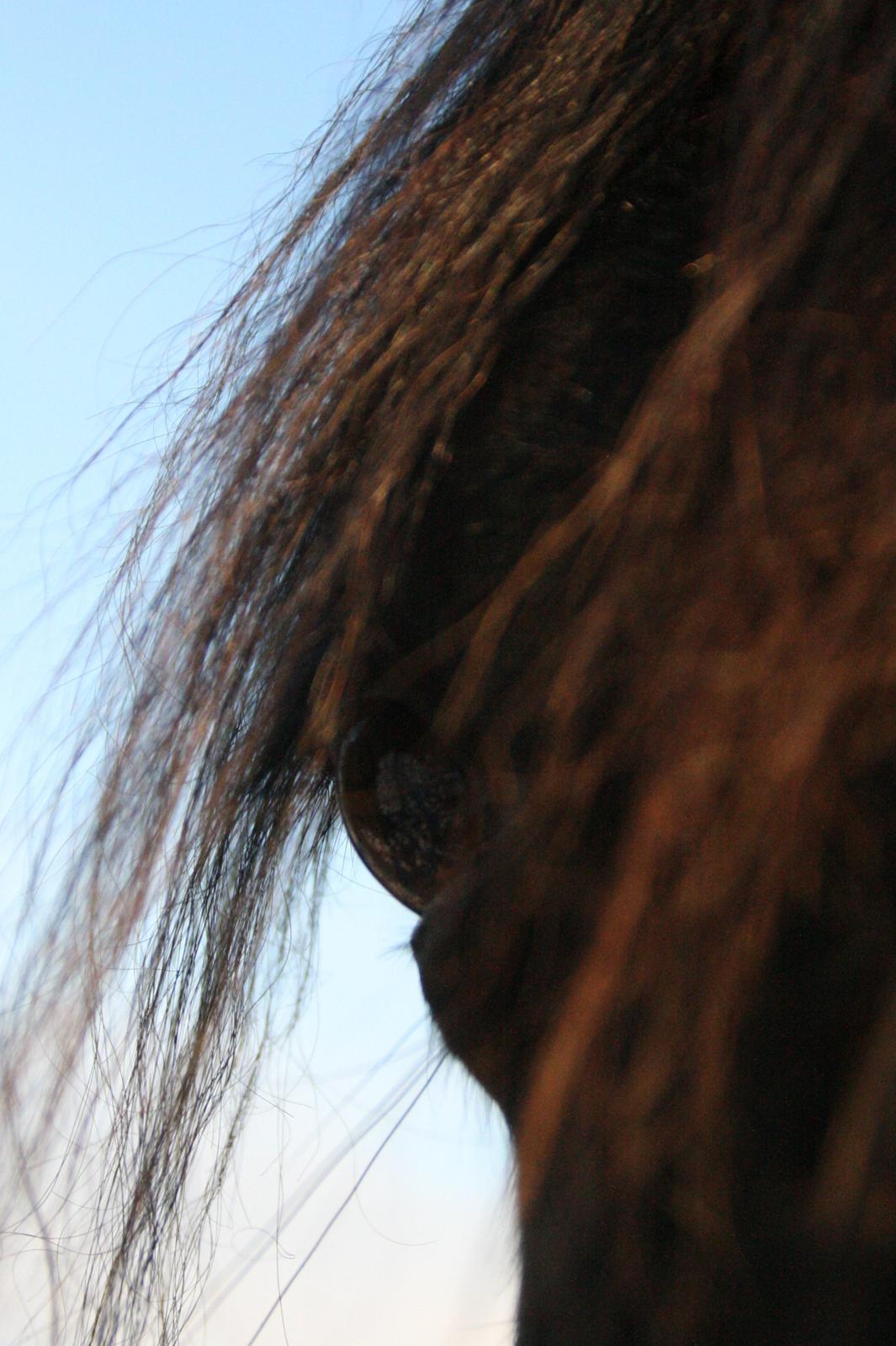 Anden særlig race Cindy billede 6