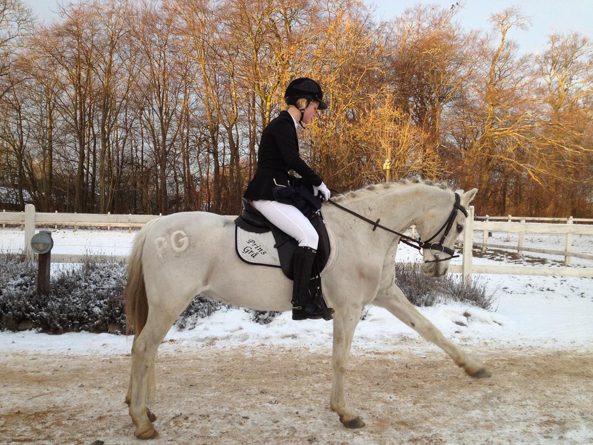 Anden særlig race Prins Grå<3 billede 4