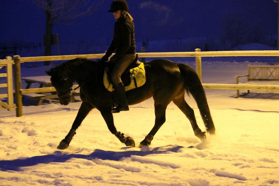 Anden særlig race Claggan Dare Lady - Lidt dressur, i meget høj fart... <3 billede 6