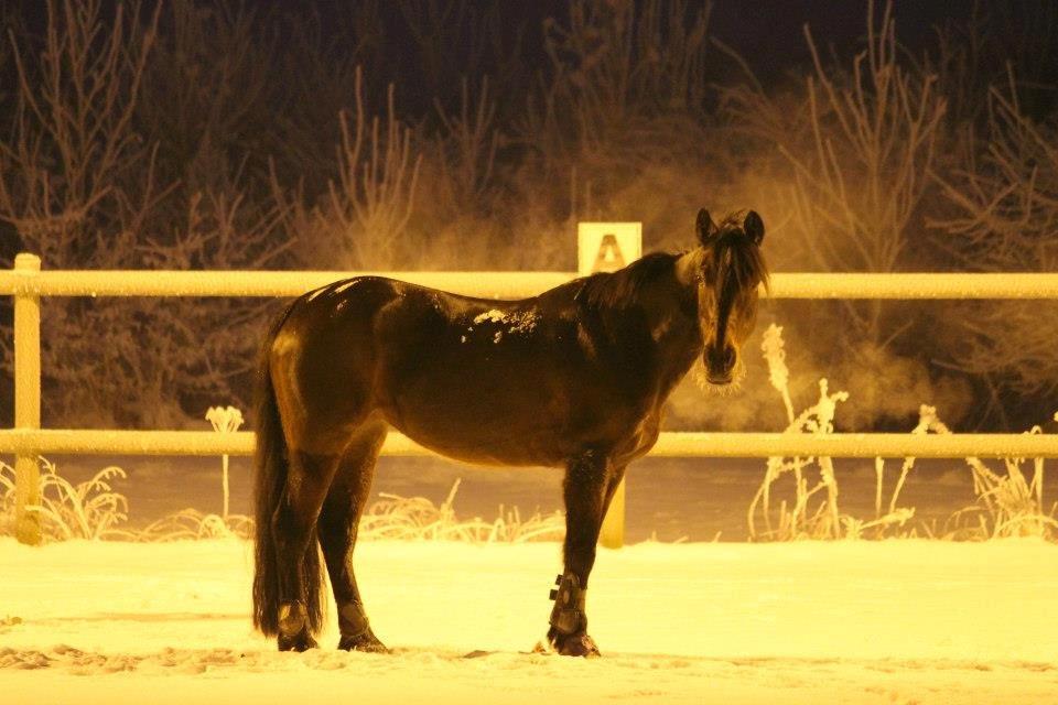 Anden særlig race Claggan Dare Lady - Så skide smuk! <3 billede 5