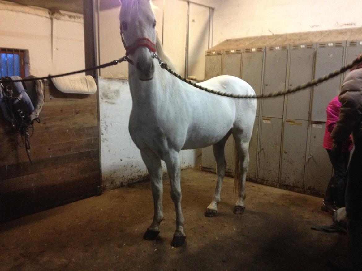 Anden særlig race Prins Grå<3 - I stalden :-) billede 9
