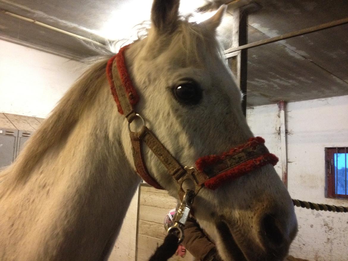 Anden særlig race Prins Grå<3 - Stalden ;-) billede 10